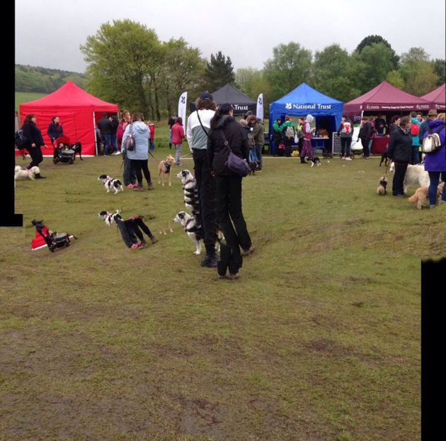  - eveniment cu caini 2017