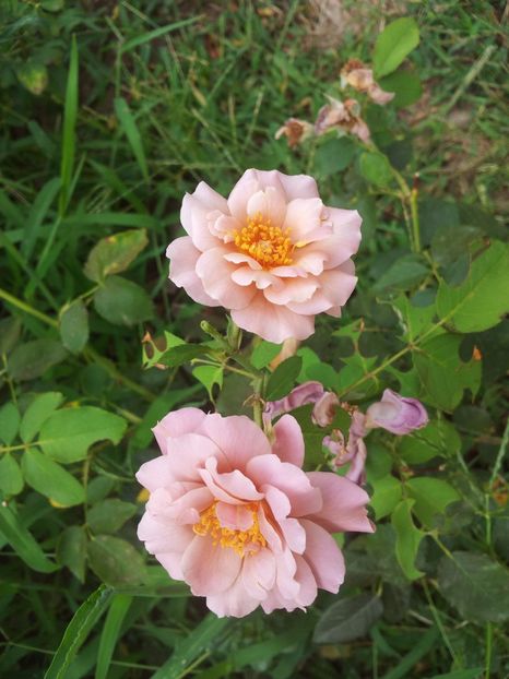  - Lavender Pinocchio