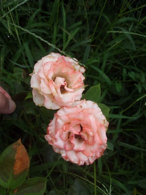  - Dimov TH nr 1 - Blush