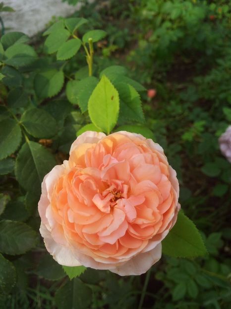  - The Alnwick Rose