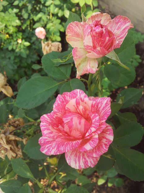  - Pink Intuition