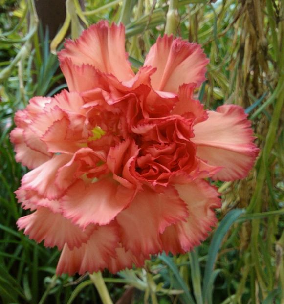  - alte flori 2