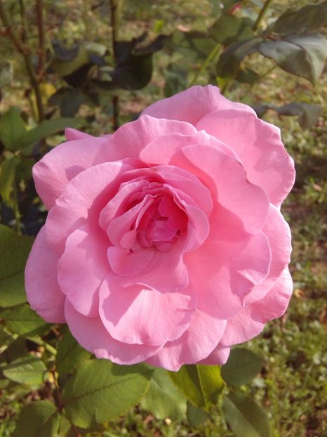  - TRANDAFIRI 2017_2018