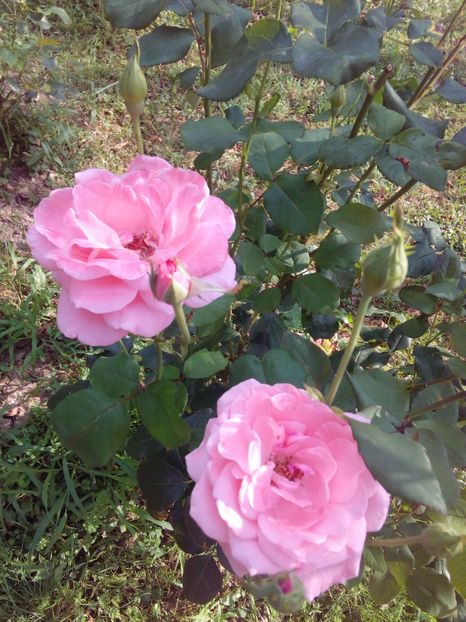  - TRANDAFIRI 2017_2018