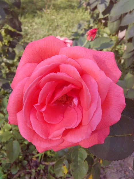  - TRANDAFIRI 2017_2018