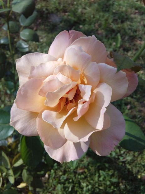  - TRANDAFIRI 2017_2018