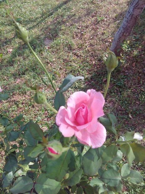  - TRANDAFIRI 2017_2018