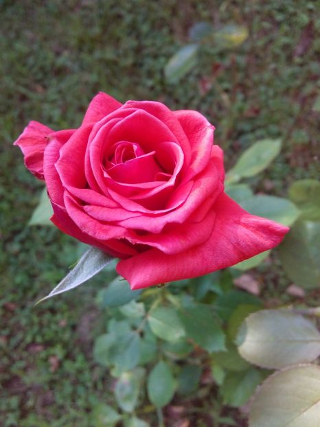  - TRANDAFIRI 2017_2018