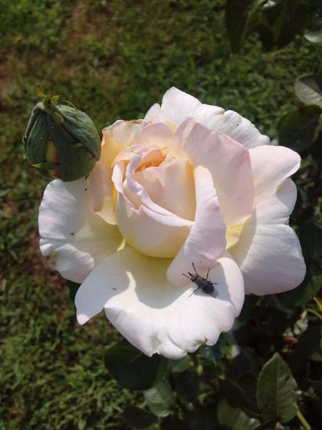  - TRANDAFIRI 2017_2018