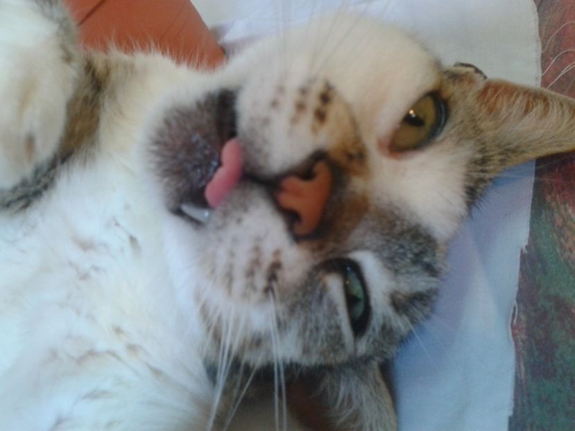 Fotografie0543 - provizoriu