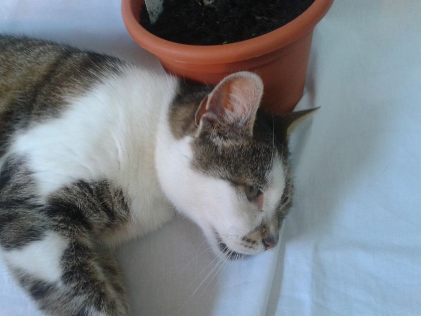 Fotografie0541 - provizoriu