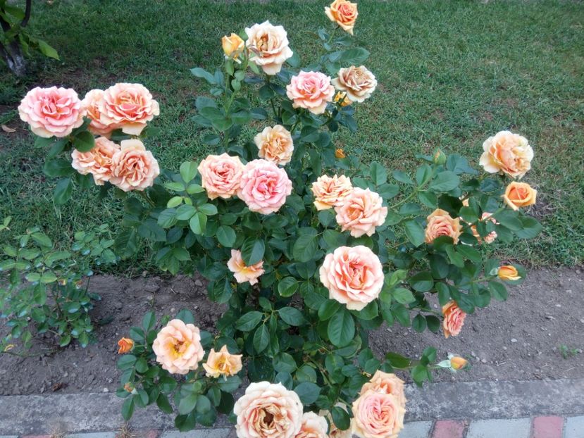 in curând îl va uda o nouă ploiță - Ashram