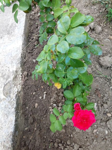  - Red Leonardo da Vinci