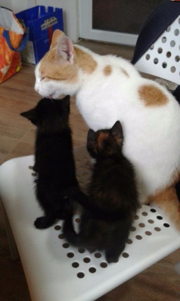 IMG-20170617-WA0002 - Animalutele mele