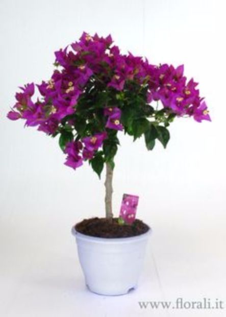 sabina - bougainvillea