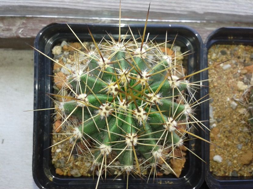 Echinopsis oxygona - Echinopsis