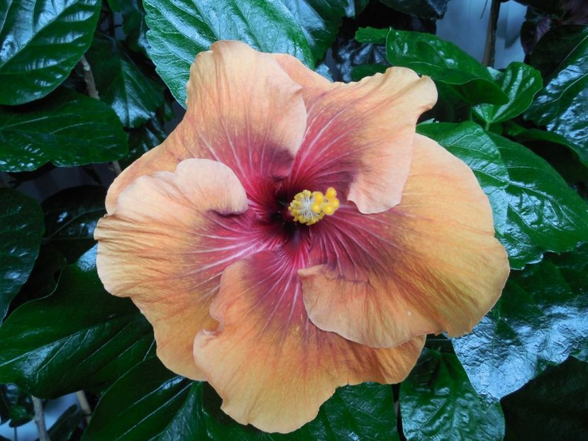  - Tahitian Dark Congo