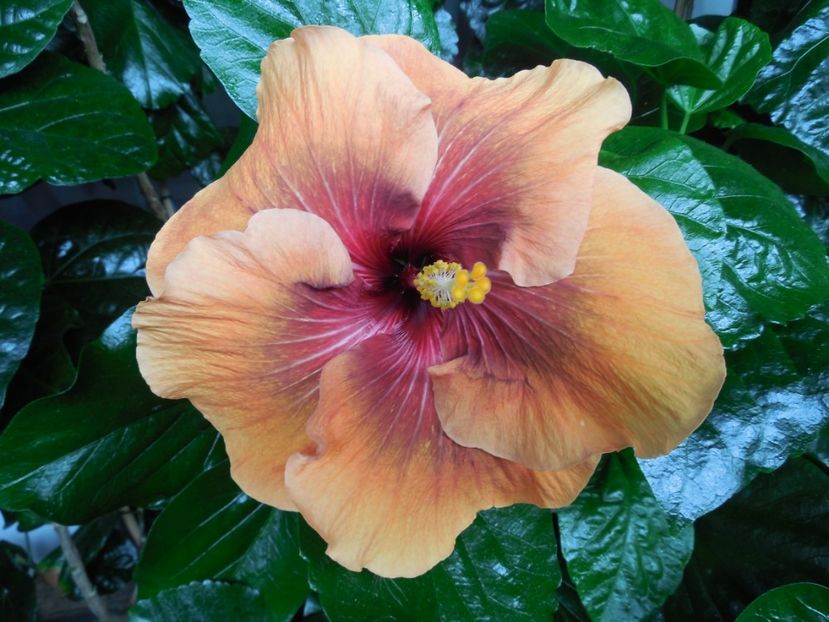  - Tahitian Dark Congo