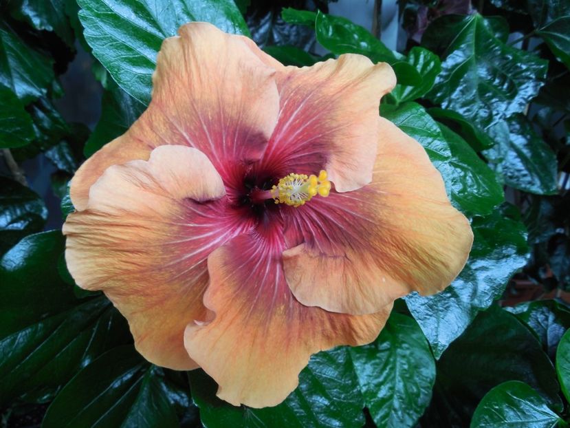  - Tahitian Dark Congo