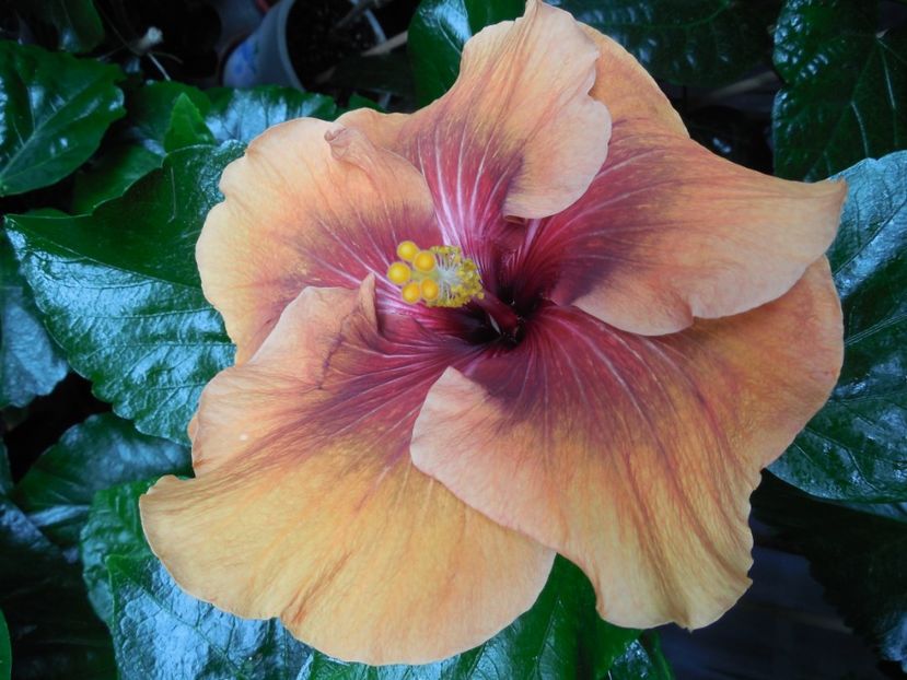  - Tahitian Dark Congo