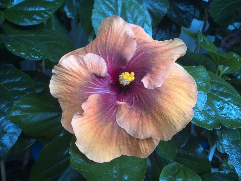 WIN_20170808_092646 - Tahitian Dark Congo