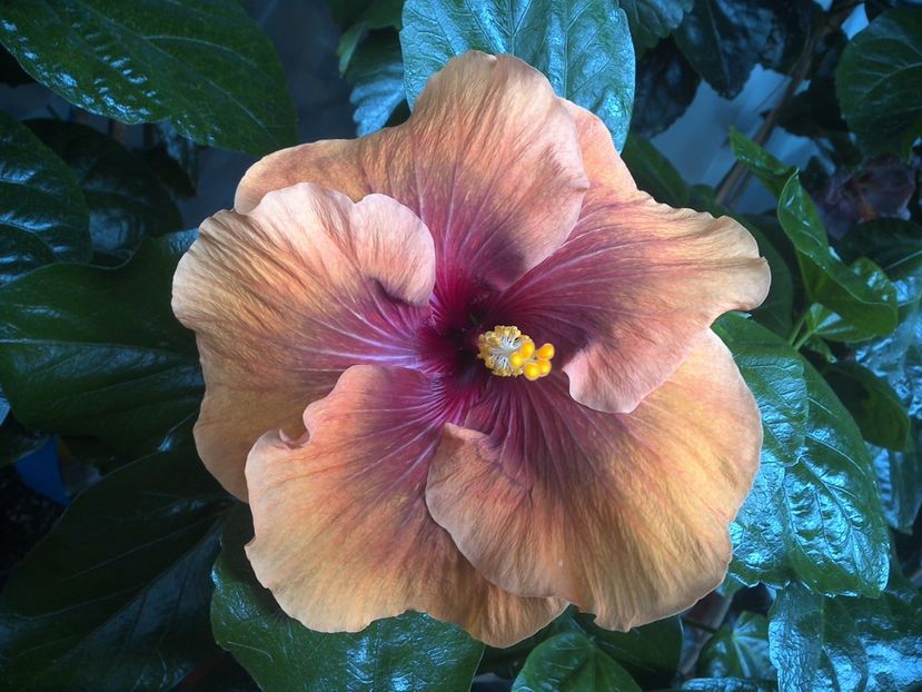 WIN_20170808_092651 - Tahitian Dark Congo