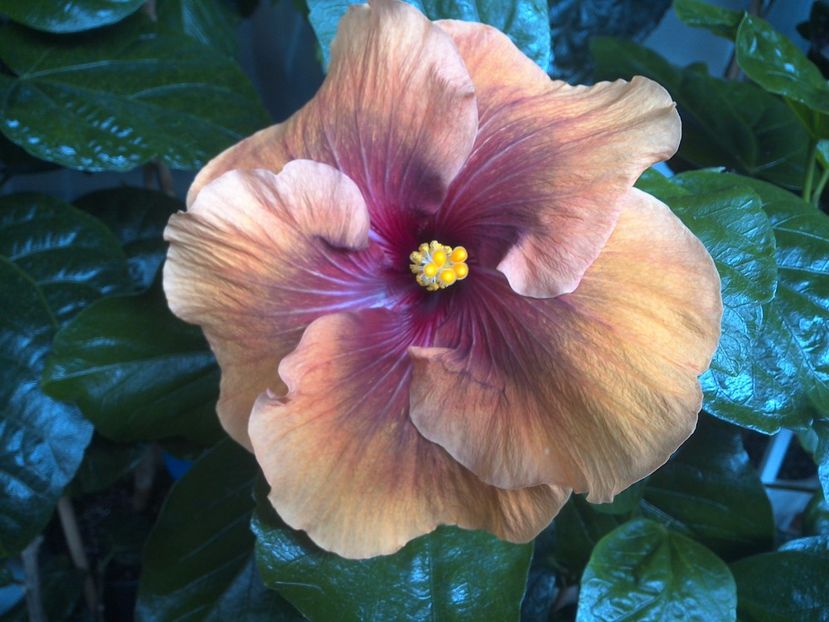 WIN_20170808_092709 - Tahitian Dark Congo