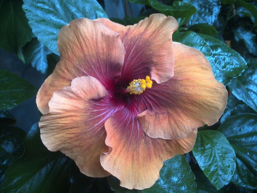 WIN_20170808_092722 - Tahitian Dark Congo