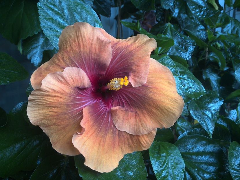 WIN_20170808_092729 - Tahitian Dark Congo