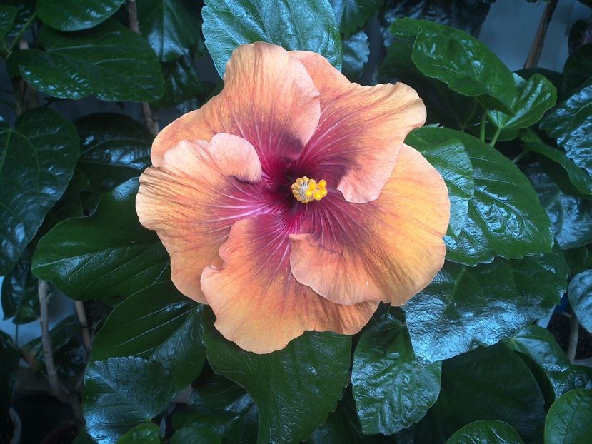 WIN_20170808_092751 - Tahitian Dark Congo