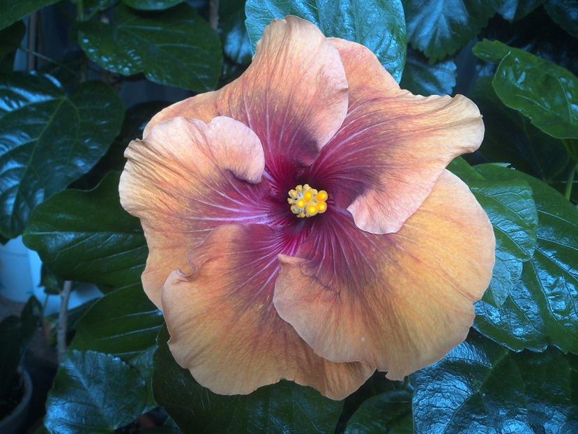 WIN_20170808_092804 - Tahitian Dark Congo