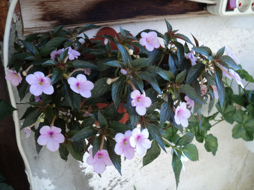 1 aug 2017 - GESNERIACEE