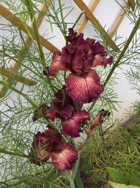 Double Vision - GRADINA 2017