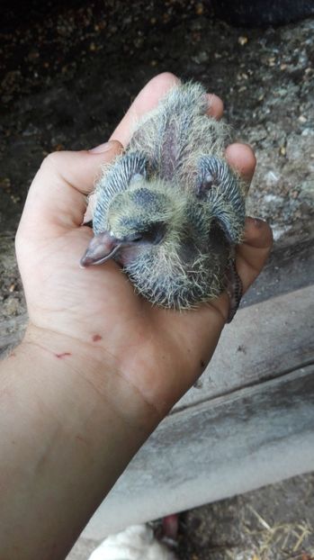  - Evoluția unui pui de porumbel metis de tackla și voiajor