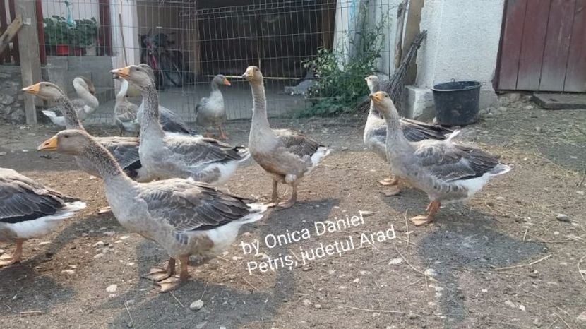 temp2 - Gâşte metiş toulouse 2017