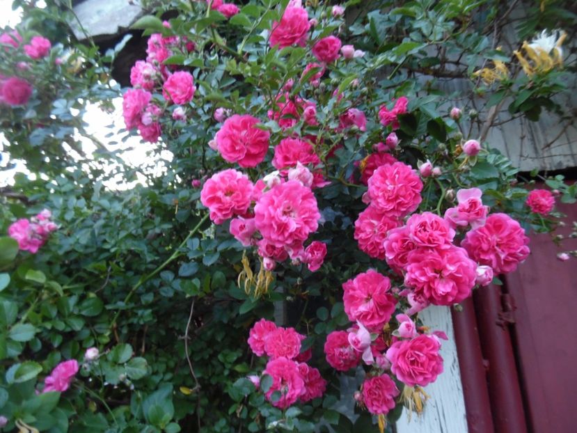  - Trandafirii vecinului
