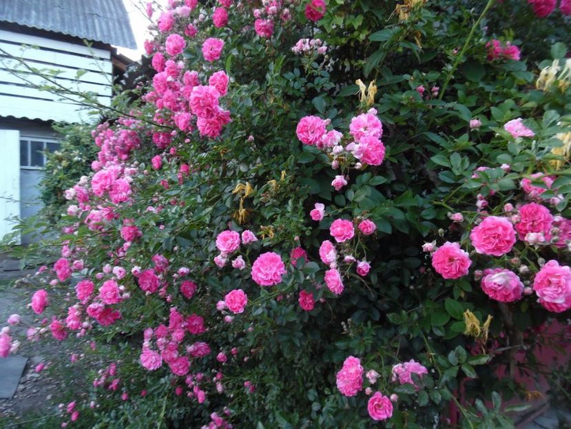 - Trandafirii vecinului