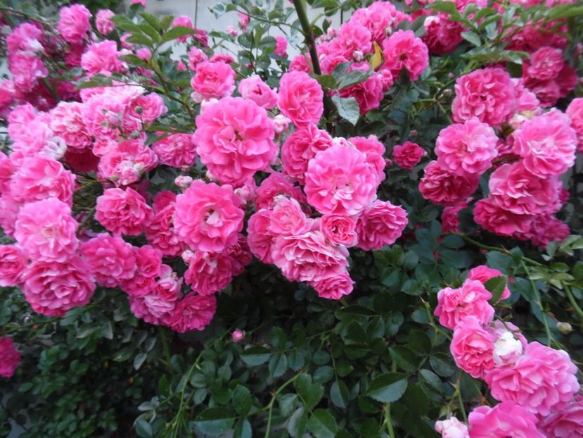  - Trandafirii vecinului