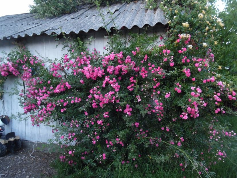  - Trandafirii vecinului