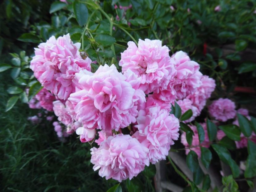  - Trandafirii vecinului