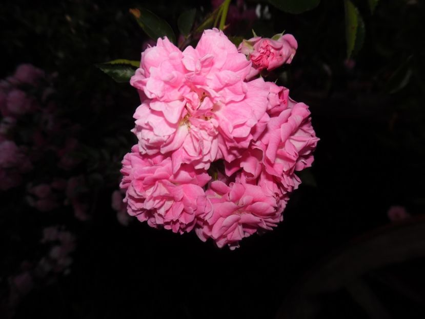  - Trandafirii vecinului