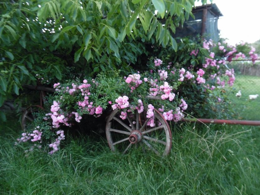  - Trandafirii vecinului