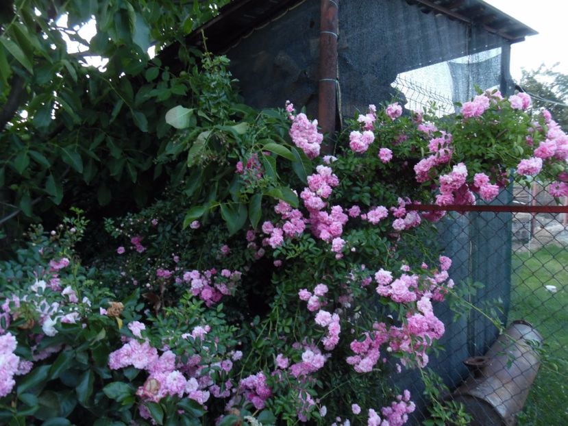  - Trandafirii vecinului