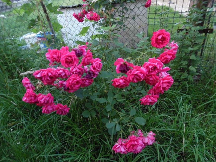  - Trandafirii vecinului
