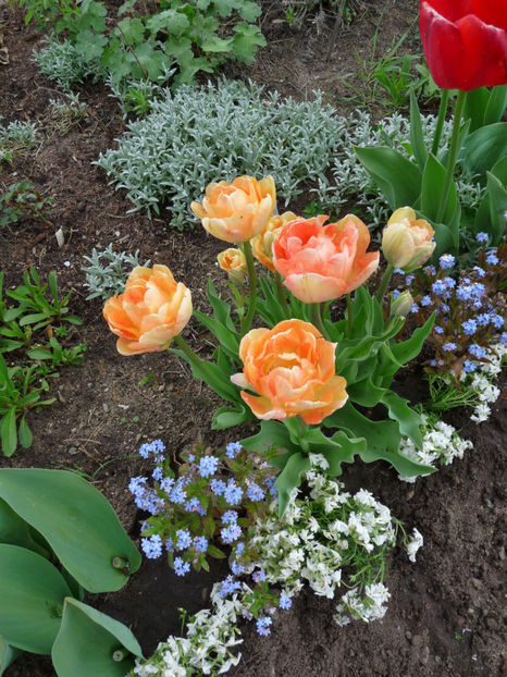  - 2017 - Phlox - brumarele