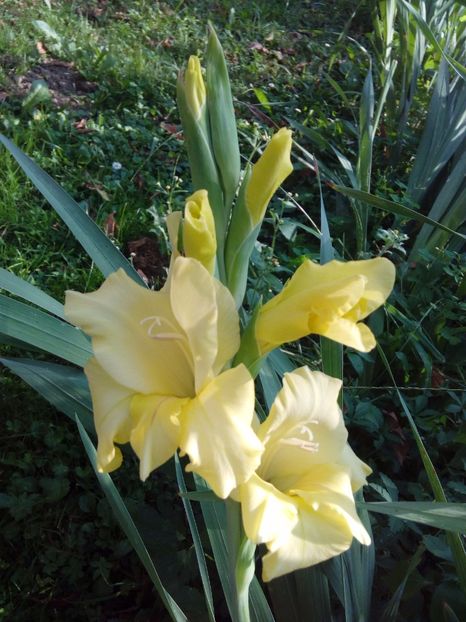  - AAAA_GLADIOLE 2015_2017_2018_2019