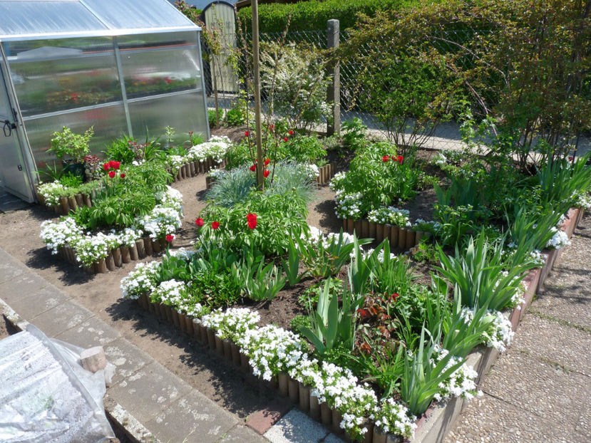  - 2017 - Phlox - brumarele