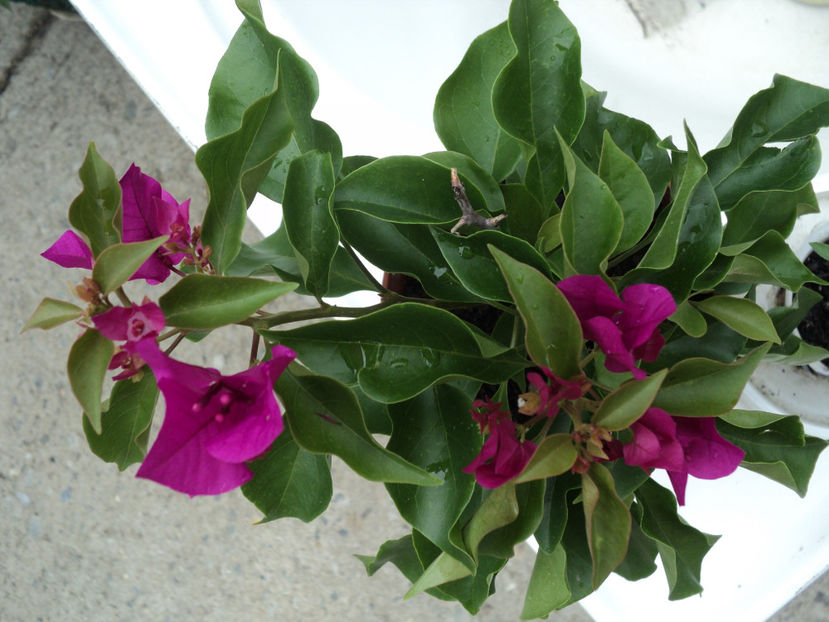 poze 2015 004 - Vara