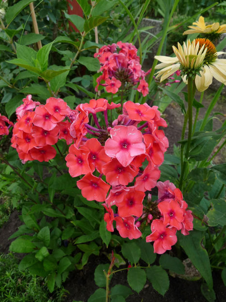  - 2017 - Phlox - brumarele