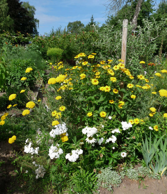  - 2017 - Phlox - brumarele